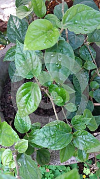 Piper betleÂ plant of my garden commonly know as paan plant .betel leaf of india